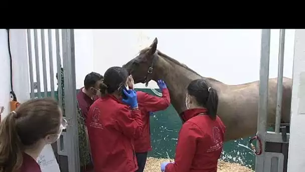 En Europe, les chevaux sous la menace d'une épidémie de rhinopneumonie