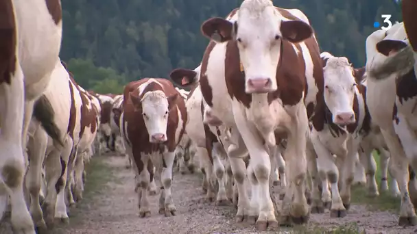 Les labels alimentaires en question : le paradoxe de l’AOP Comté