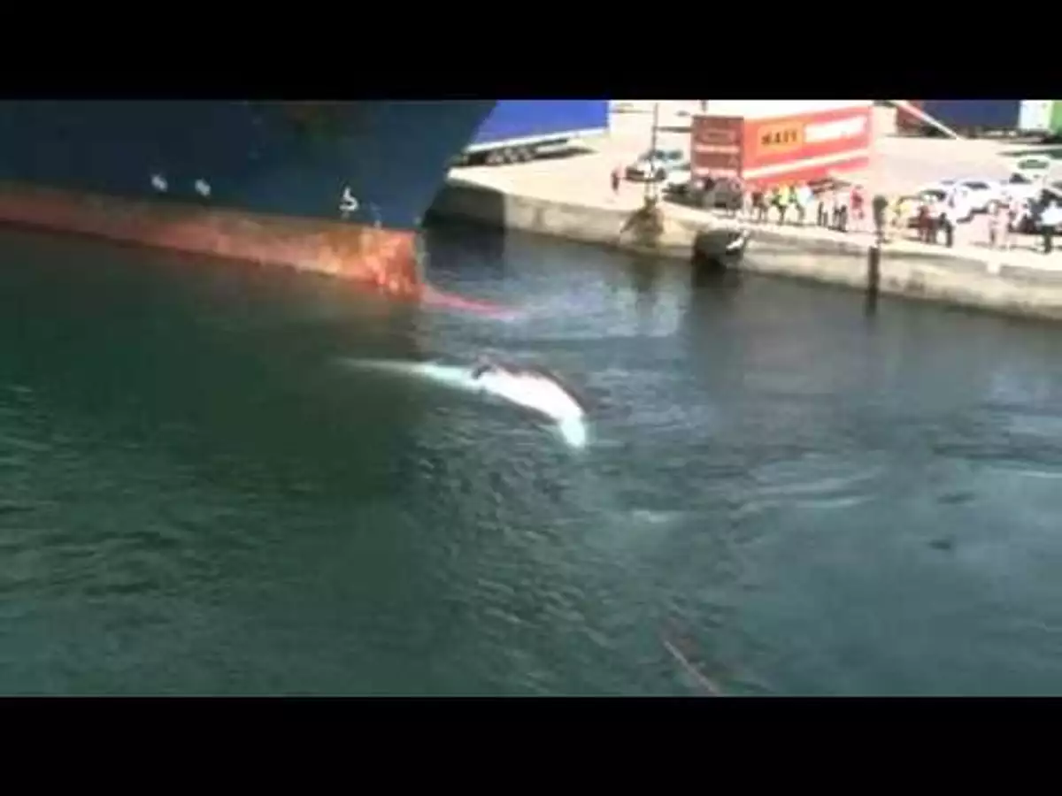 Une baleine retrouvée morte à la proue d'un cargo à Marseille - Allo Trends