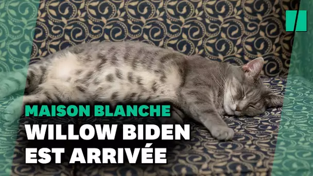 Willow, la chatte de Jill et Joe Biden est à la Maison Blanche