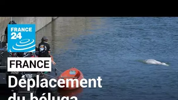 France : le béluga de la Seine va être déplacé vers un bassin d'eau salée • FRANCE 24