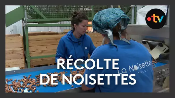 Récolte de noisettes dans le nord de la Vienne