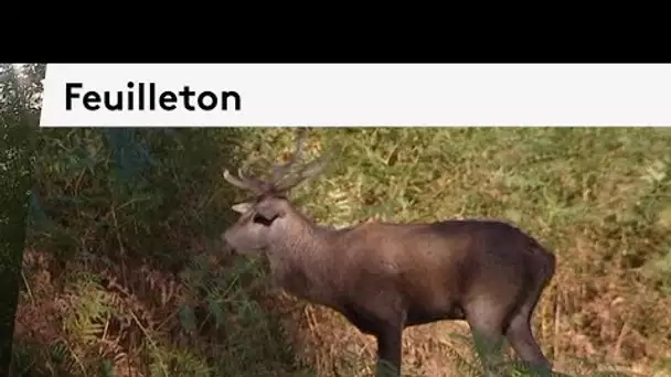 Feuilleton au cœur des forêts du Centre-Val de Loire : rencontre avec les animaux