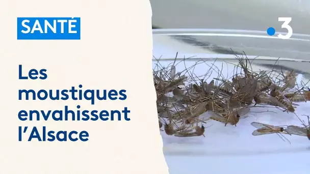 Les moustiques envahissent l'Alsace : "c'est une année très intense'"