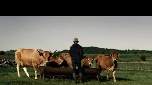 Pénurie de viande bovine : les jeunes agriculteurs ne sont plus intéressés par l’élevage