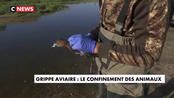 Grippe aviaire : le confinement des animaux