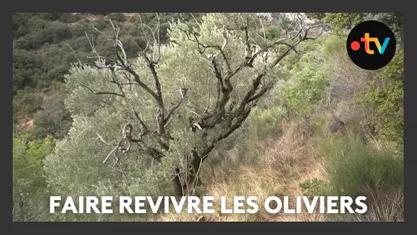 Relance de la culture de l'olivier dans les Gorges du Verdon