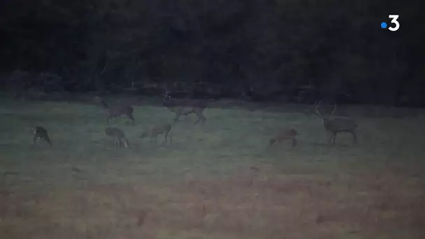 Un cerf et sa harde au crépuscule - Jean-Stéphane Maurice