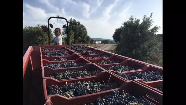 VENDANGES VIN NATURE LES ANCIENS