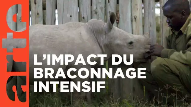Le dernier rhinocéros blanc | ARTE