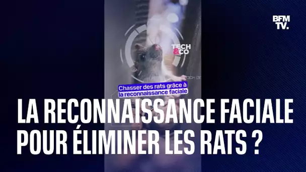 Chasser les rats grâce à… la reconnaissance faciale