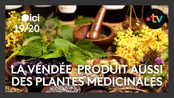 Témoignage d'une productrice de plantes médicinales en Vendée près de la Roche Sur Yon