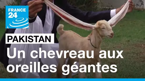 Un chevreau aux oreilles géantes enflamme la toile • FRANCE 24