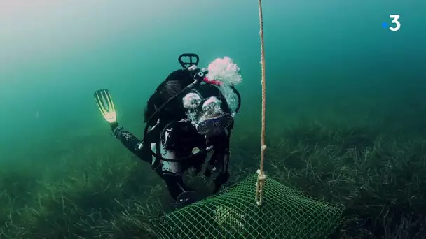 La biologiste niçoise analyse l'eau pour trouver les traces de médicaments grâce aux moules