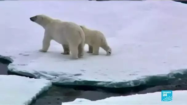 Biodiversité : 1 million d'espèces menacées d'extinction selon un rapport de l'ONU