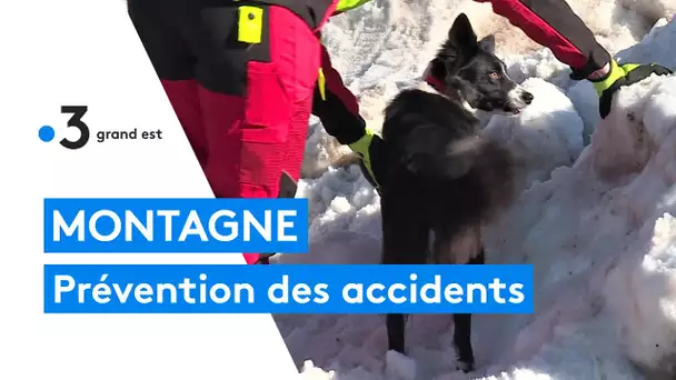 Ce chien est dressé pour trouver des victimes ensevelies sous la neige