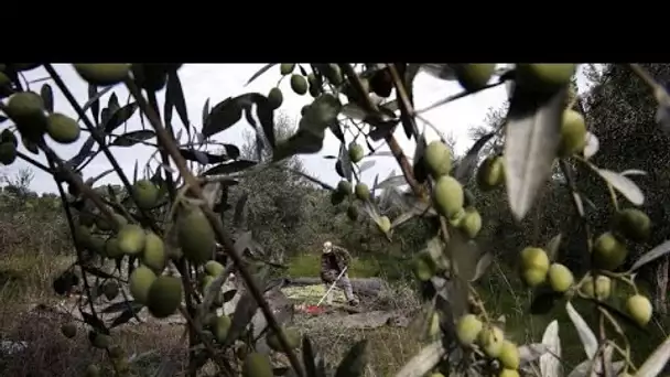 Grèce : sur l'île de Kos, les produits locaux souffrent du dérèglement climatique