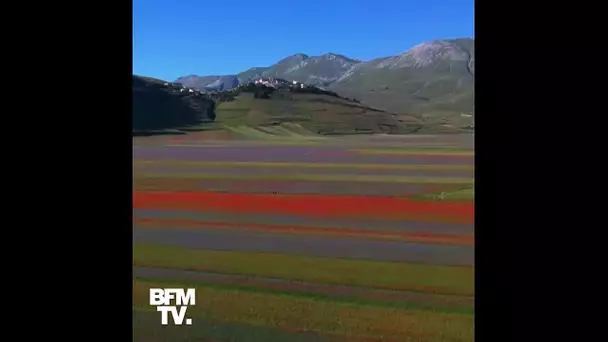 Le magnifique spectacle des champs de lentilles en pleine floraison dans le centre de l’Italie