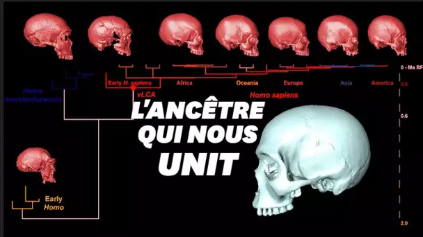 Le crane virtuel de l'ancêtre commun d'Homo sapiens ressemblerait à ça