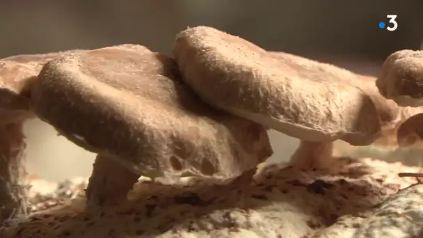 Le champignon asiatique Shiitake cultivé à Bou (Loiret)