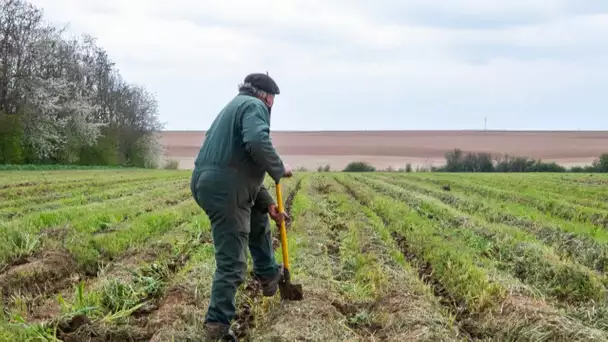 Agriculture : que contient le projet de loi d'orientation agricole présenté au Conseil des minist…