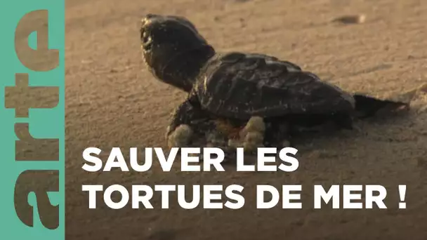 Cap-Vert, les chiens au secours des tortues | GEO Reportage | ARTE Family