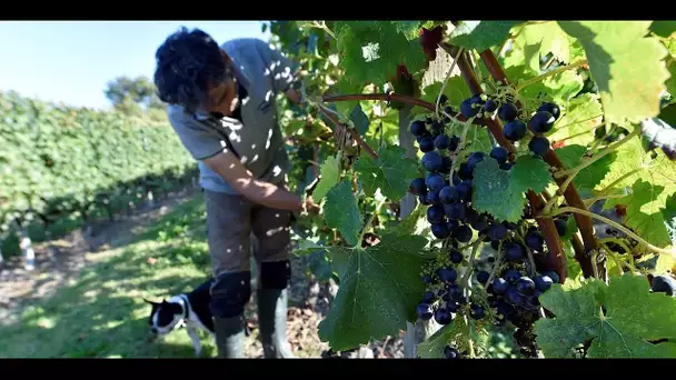 "Je suis dans le rouge" : les vignerons français touchés de plein fouet par le coronavirus