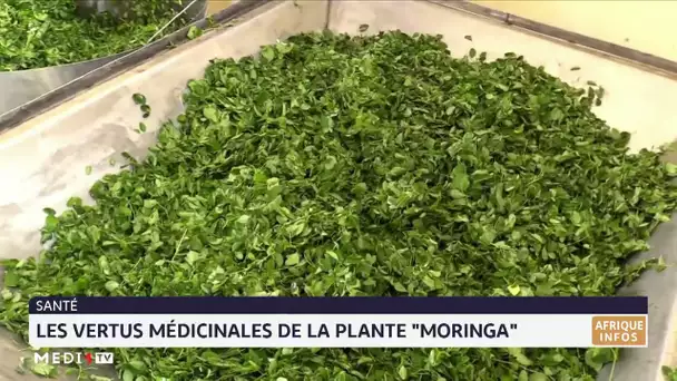 Niger : La culture du Moringa connaît un intérêt grandissant