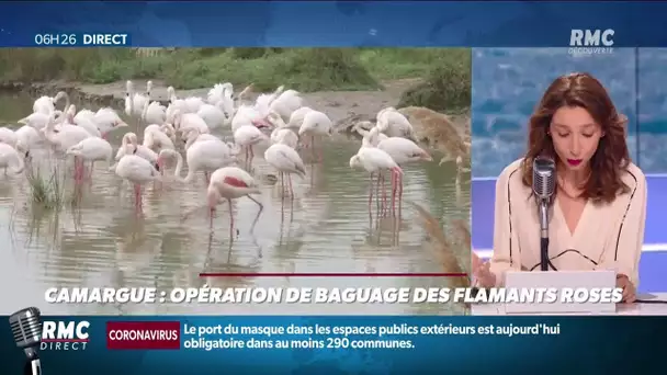 Camargue: grosse opération de baguage, après le baby-boom des flamants roses