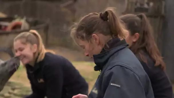 Cathy, la phoque, attend-t-elle un heureux évènement ?