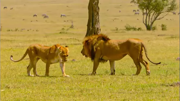 Savane: Menace au sein du clan