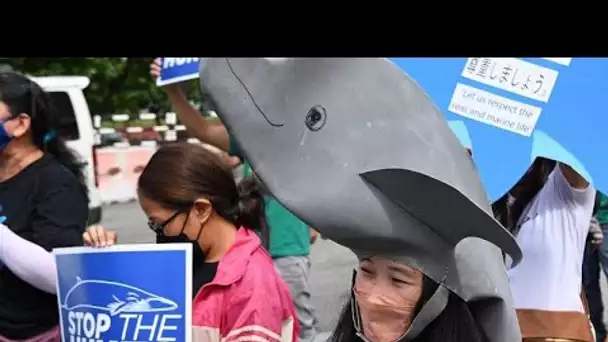 Des défenseurs de dauphins se mobilisent devant l'ambassade du Japon aux Philippines