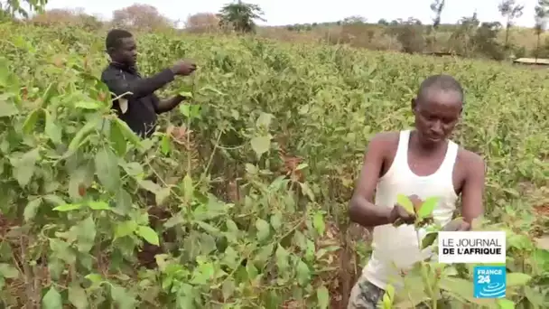 Le Khat, or vert du Kenya détrône les cultures