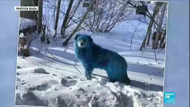 Russie : le mystère des chiens bleus