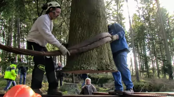 Mon beau sapin : de la tronçonneuse à la place publique