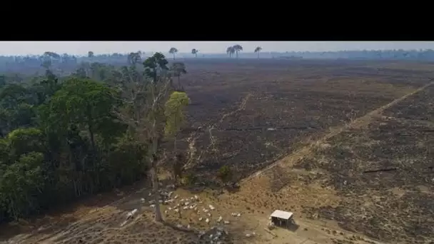 Déforestation : le boeuf brésilien mis au ban par des supermarchés européens