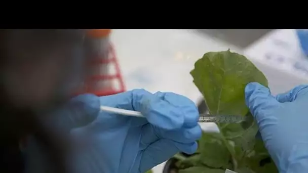 Une plante de tabac pourrait nous aider à lutter contre le coronavirus