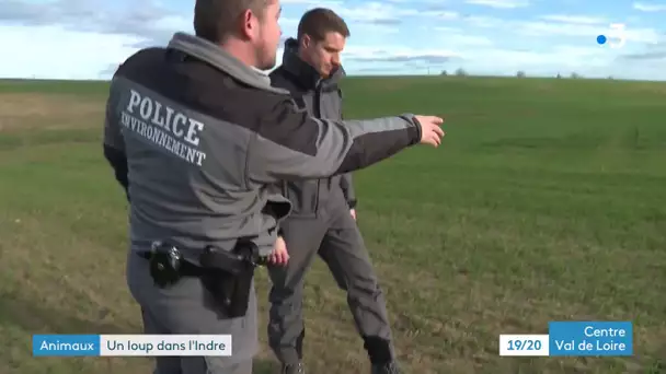 Un loup aperçu dans l'Indre