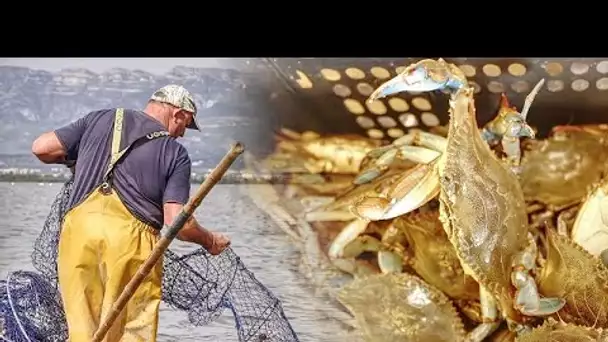 Comment gérer les espèces invasives en Méditerranée ?