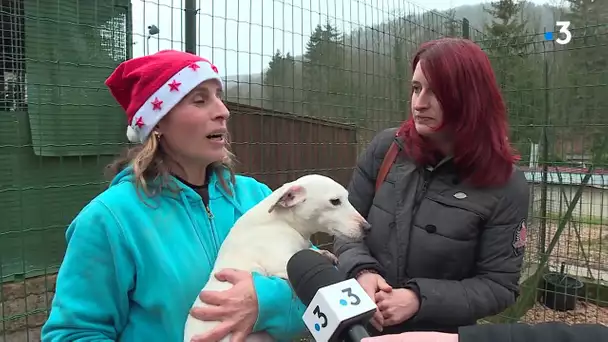 Opération Noël des animaux : portes ouvertes à la SPA le refuge de Jouvence à Messigny-Vantoux (21)