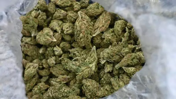 Au moins 70 kg de cannabis découverts chez la maire d'Avallon dans l'Yonne