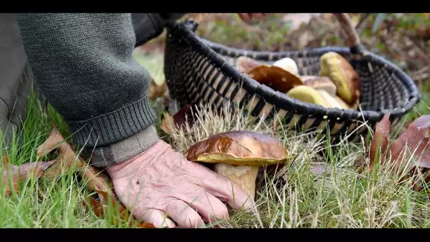 Cueillette des champignons : attention aux risques !