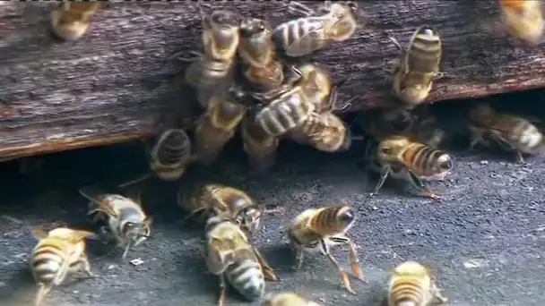 Château-Renard : visite du musée de l&#039;apiculture gâtinaise