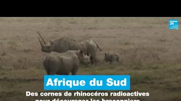 Afrique du Sud : des cornes de rhinocéros radioactives pour décourager les braconniers