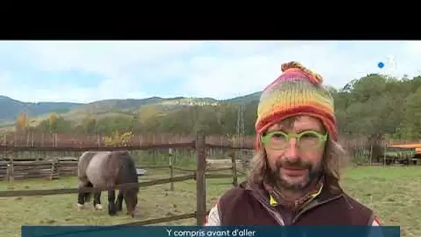 Le cheval fait son retour dans les vignes pour labourer en Alsace