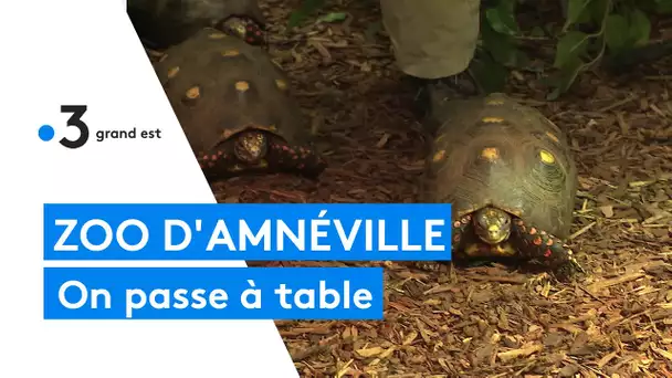 Zoo d'Amnéville : épisode 3/4 : l'alimentation des animaux