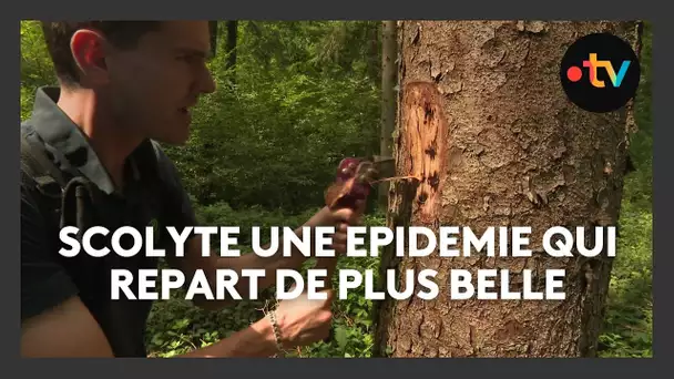 SCOLYTE UNE EPIDEMIE QUI REPART DE PLUS BELLE