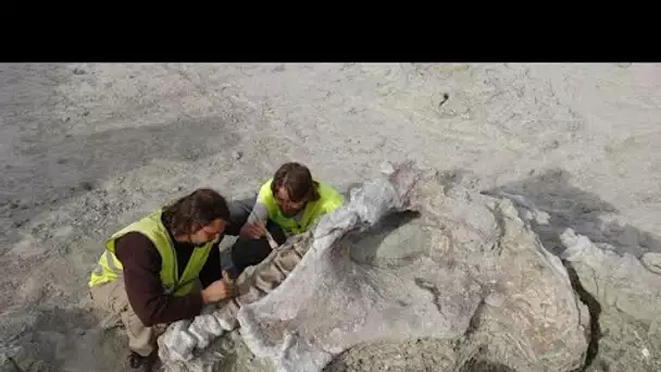 Une nouvelle espèce de dinosaure découverte en Espagne