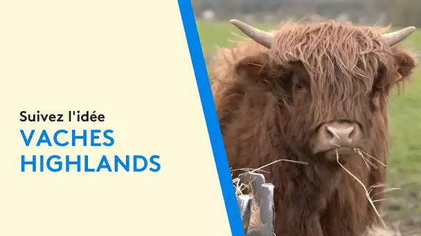 Loir-et-Cher : des vaches higthlands au chevet de la biodiversité dans notre série Suivez l'idée