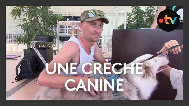 Une crèche canine pendant l'été à La Rochelle